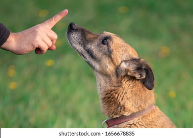 Training An Old Dog While Walking