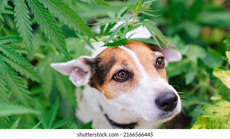 Training Of Service Dogs To Search For Cannabis Plants. Illegal Cultivation Of Cannabis. Narcotic Plant. Crime. Drug Trafficking Law. 