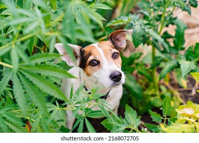 Training Of Service Dogs To Search For Cannabis Plants. Illegal Cultivation Of Cannabis. Narcotic Plant. Crime. Drug Trafficking Law. 