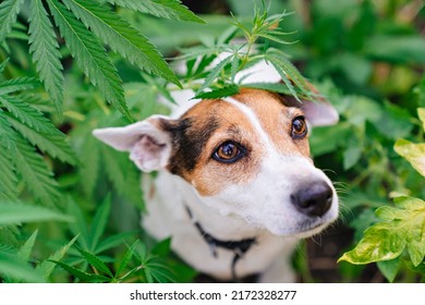 Training Of Service Dogs To Search For Cannabis Plants. Illegal Cultivation Of Cannabis. Narcotic Plant. Crime. Drug Trafficking Law. 