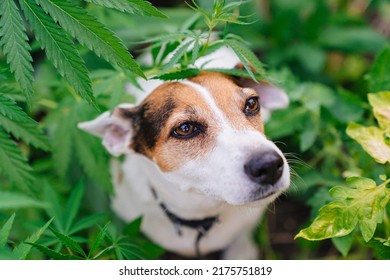 Training Of Service Dogs To Search For Cannabis Plants. Illegal Cultivation Of Cannabis. Narcotic Plant. Crime. Drug Trafficking Law. 