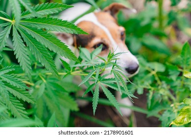 Training Of Service Dogs To Search For Cannabis Plants. Illegal Cultivation Of Cannabis. Narcotic Plant. Crime. Drug Trafficking Law. 