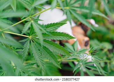 Training Of Service Dogs To Search For Cannabis Plants. Illegal Cultivation Of Cannabis. Narcotic Plant. Crime. Drug Trafficking Law. Selective Focus