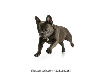 Training. Studio shot of little purebred dog, black color French bulldog running isolated over white background. Concept of activity, pets, care, vet, love, animal life. Copy space for ad. Looks happy - Shutterstock ID 2161361259