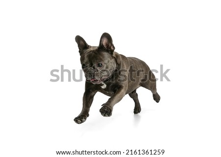 Training. Studio shot of little purebred dog, black color French bulldog running isolated over white background. Concept of activity, pets, care, vet, love, animal life. Copy space for ad. Looks happy