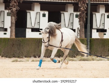 Training White Horse On Longe. Andalisia, Spain