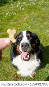 Training Young Bernese Mountain Dog Using Treats 