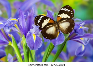 Bộ sưu tập cánh vẩy 4 - Page 24 Trajans-forest-queen-butterfly-euxanthe-260nw-1279503304