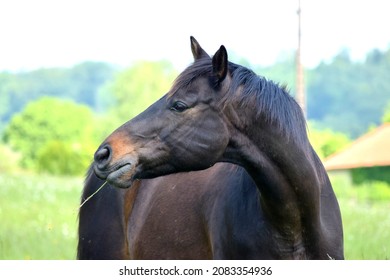 Trakehner Horse In A Meadow