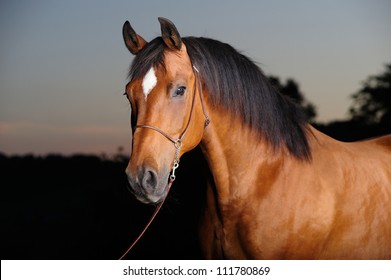 Trakehner stallion (photo taken outside with studio lightning)