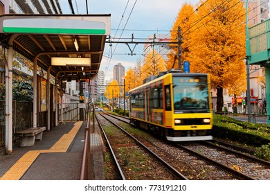 A tramcar of Toden Arakawa Line (都電荒川線 Sakura Tram) arriving at a station by a row of Ginkgo trees (Gingko, Maidenhair) with leaves turning into golden color in beautiful autumn season in Tokyo, Japan