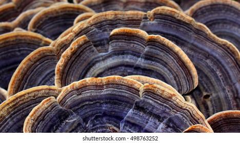 Trametes Mushroom Details 3