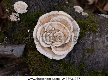 Trametes ochracea is an uncommon polypore mushroom that characteristically produces leathery shelf- or bracket-shaped fruiting bodies called conks on branches or trunks of dead and decaying wood.