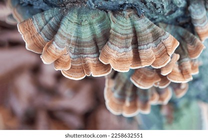 Trametes versicolor (Coriolus versicolor, Polyporus versicolor) polypore mushroom close up with shallow depth of field. Scenic natural mushroom texture - Powered by Shutterstock
