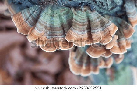 Trametes versicolor (Coriolus versicolor, Polyporus versicolor) polypore mushroom close up with shallow depth of field. Scenic natural mushroom texture