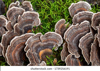 Trametes Versicolor Fungi (Turkey Tails) - Lamington National Park, QLD, Australia