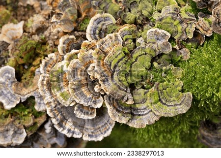 Trametes  versicolor, also known as Polyporus versicolor, is a common polypore mushroom found throughout the world and also a well-known traditional medicinal mushroom growing on tree trunks.