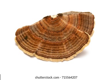 Trametes Versicolor Mushroom 