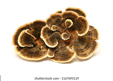 Trametes versicolor mushroom, commonly the turkey tail