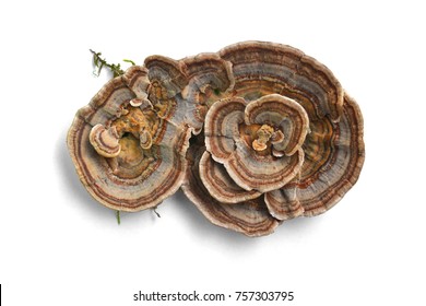 trametes versicolor mushroom, commonly the turkey tail