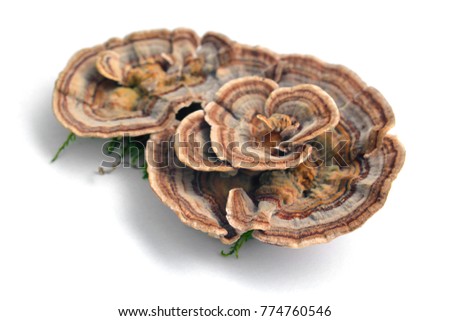 trametes versicolor mushroom, commonly the turkey tail
