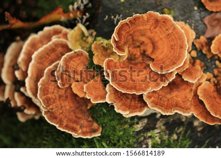 Trametes versicolor, the polypore mushroom