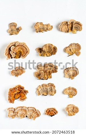 Trametes versicolor is a polypore mushroom, commonly known as turkey's tail. Isolated on white background. 