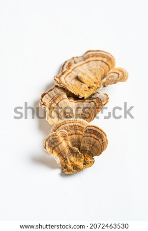 Trametes versicolor is a polypore mushroom, commonly known as turkey's tail. Isolated on white background. 
