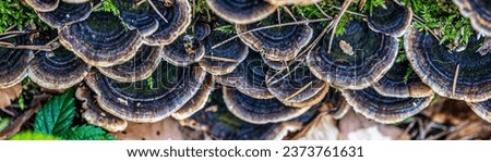 Trametes versicolor or turkey tail mushroom, also known as Coriolus versicolor and Polyporus versicolor