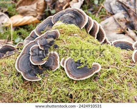 (Trametes versicolor) Turkey tail mushroom. Versicolor polypore or tramete mushrooms. cap-like, Thick leathery texture changing color in the form of yellow-brown rosettes edged with white