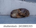 A tramp dog of istanbul street portrait