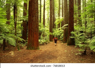 Tramper Walking Past Giant Trees In Redwood Forest