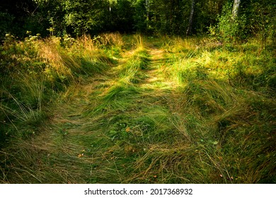 trampled grass in a forest glade