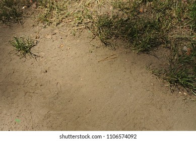 trampled path with grass, with spots of shadow and light