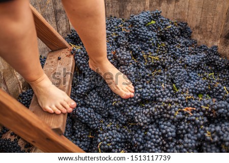 
trampling of grapes according to the ancient traditional method in a wooden barrel