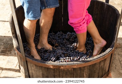 Trampling of grapes during vindima to make wine according to the ancient traditional method in a wooden barrel called mastela