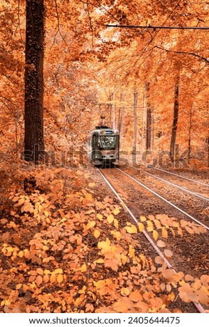 Tramway in the woods of Brussels