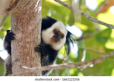 Trancoso / Bahia / Brazil - February 28 2020 : Monkey At Wild Callithrix Is A Genus Of New World Monkeys Of The Family Callitrichidae, The Family Containing Marmosets And Tamarins. 