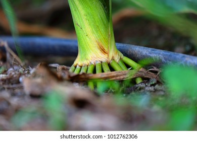 Trangitary Roots - Corn Roots