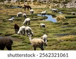 Tranquil Andean scene featuring alpacas and llamas grazing in Salinas y Aguada Blanca Peru reserve