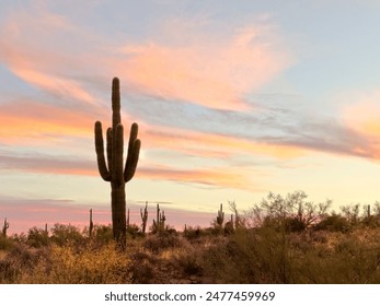 Tranquil Arizona desert sunset with a majestic saguaro cactus silhouette against a colorful sky, capturing the serene beauty and natural wilderness of the American Southwest in the evening twilight. - Powered by Shutterstock