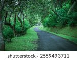 A tranquil asphalt pathway lined with verdant greenery and overarching trees forming a serene canopy.