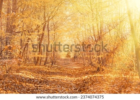 A tranquil autumn forest, bathed in golden leaves and the warm embrace of morning sunbeams - a symphony of nature's beauty capturing the essence of a fall morning