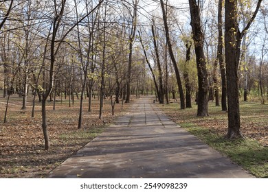 Tranquil autumn scene with a paved pathway surrounded by leafless trees and fallen leaves in a serene park. - Powered by Shutterstock