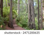 Tranquil autumn vista on scenic Lady Bird Johnson Grove Trail in Redwood National Park, northern California. 