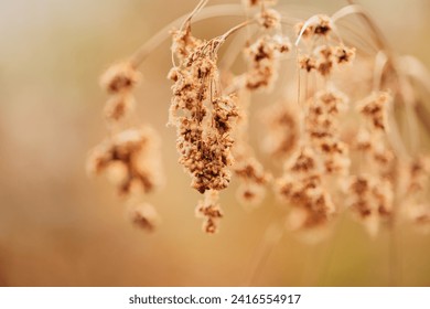 Tranquil Autumn Whispers: A Peaceful Serenade of Dried Plants Swaying Gently in the Golden Hour, Creating a Warmth of Brown Tones Against a Natural Background of Rustic Flora and Foliage