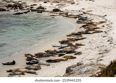 A tranquil beach scene with a group of seals and sea lions lounging peacefully by the shoreline - Powered by Shutterstock