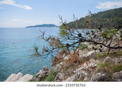A tranquil beach scene of a serene turquoise sea, empty sky and idyllic pine tree branch over seascape- the perfect setting for a sunny summer vacation.	 - Shutterstock ID 2310735763