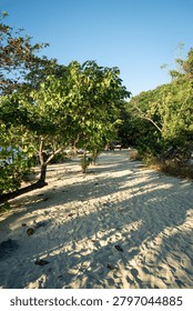 A tranquil beach scene showcasing a pristine white sand path flanked by vibrant green trees casting dappled shadows. The inviting trail leads toward the distant ocean, perfect for travel, tourism, and vacation marketing. Ideal for beach resort promotions, travel brochures, and nature-inspired advertising campaigns. Sunlit and peaceful atmosphere with natural