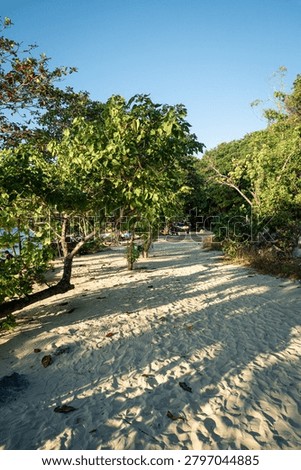 A tranquil beach scene showcasing a pristine white sand path flanked by vibrant green trees casting dappled shadows. The inviting trail leads toward the distant ocean, perfect for travel, tourism, and vacation marketing. Ideal for beach resort promotions, travel brochures, and nature-inspired advertising campaigns. Sunlit and peaceful atmosphere with natural
